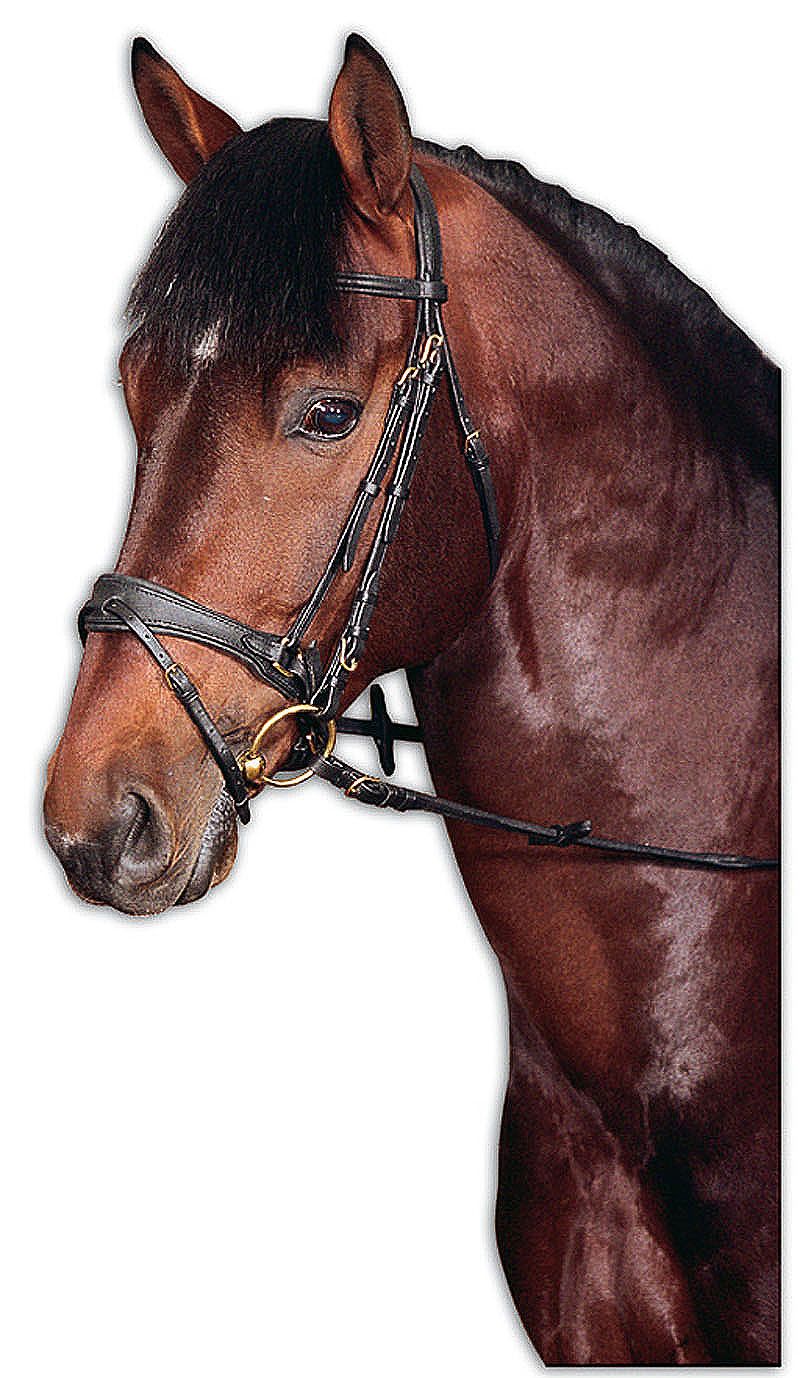 Braunes Pferd mit schwarzem Zaumzeug und goldenen Ringen.