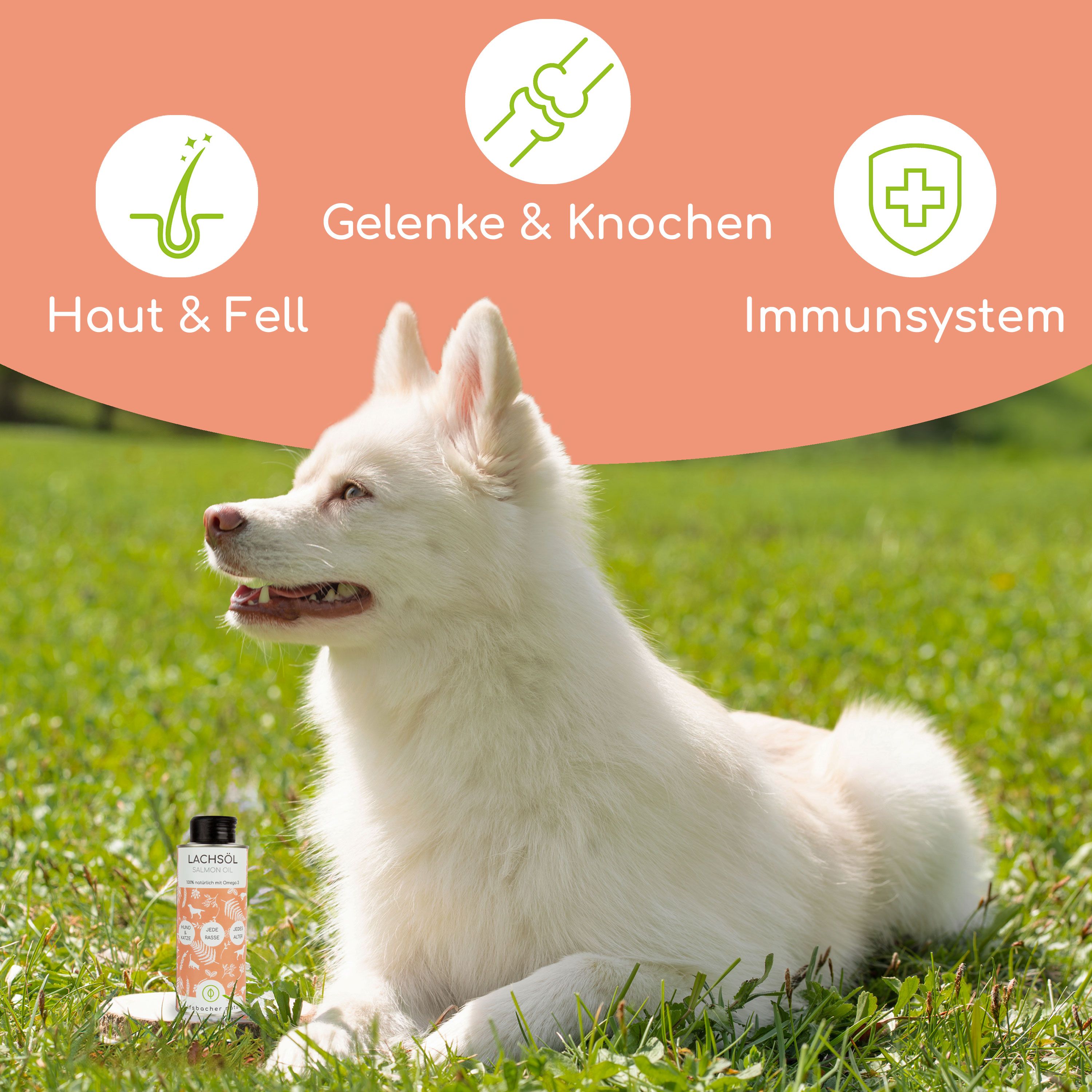 Weißer Hund im Gras. Daneben eine Flasche Lachsöl. Grafiken mit Texten: Haut & Fell, Gelenke & Knochen, Immunsystem.