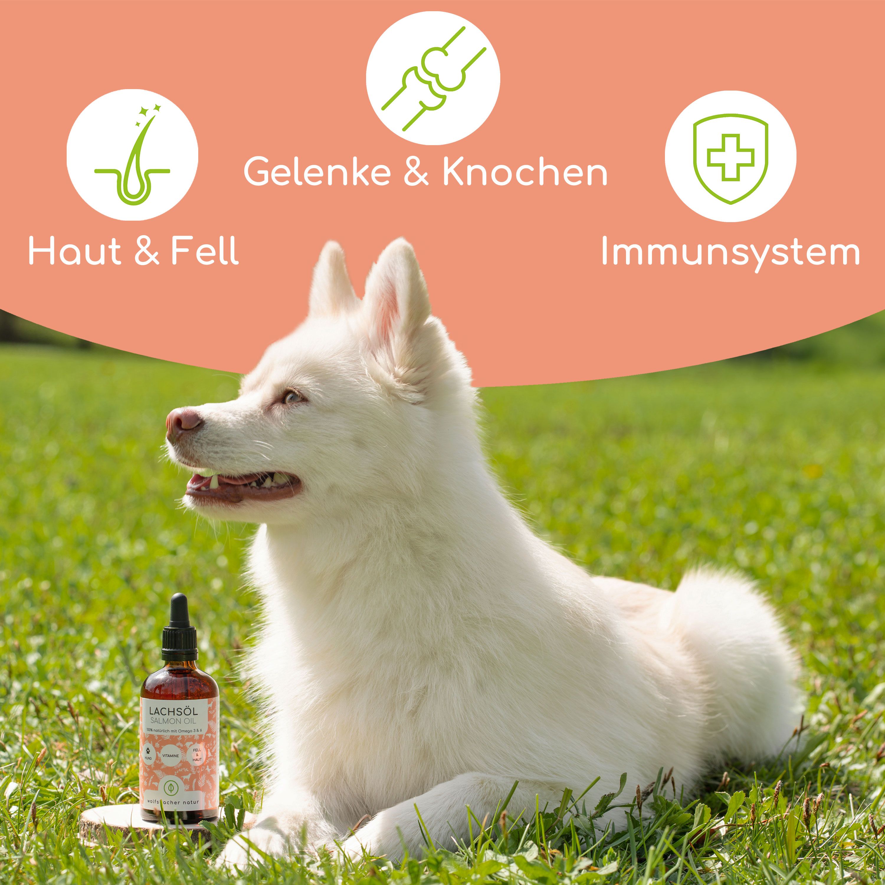 Weißer Hund auf Gras. Daneben eine braune Flasche mit Tropfer. Text: Haut & Fell, Gelenke & Knochen, Immunsystem.