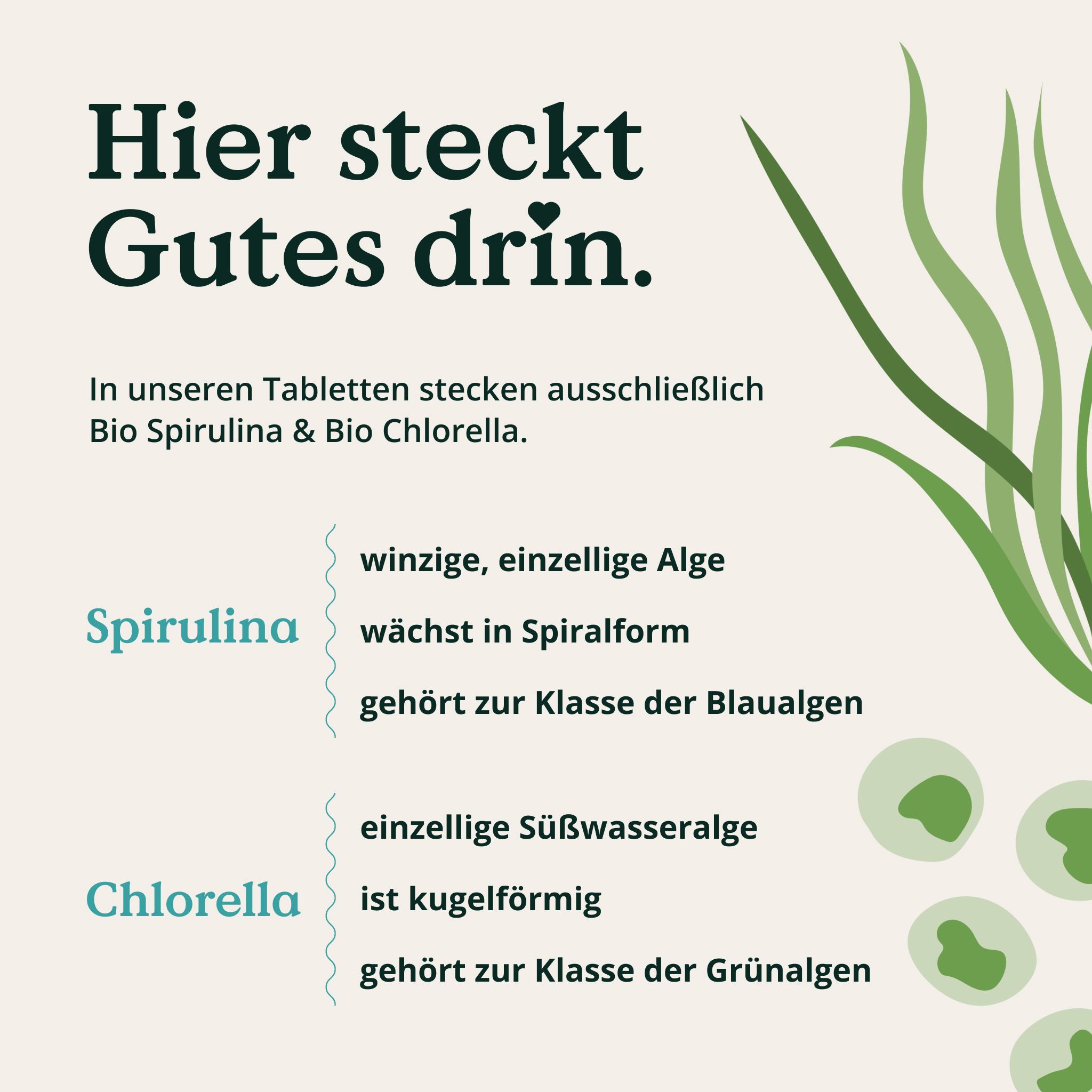 Darstellung von Spirulina und Chlorella Algen.