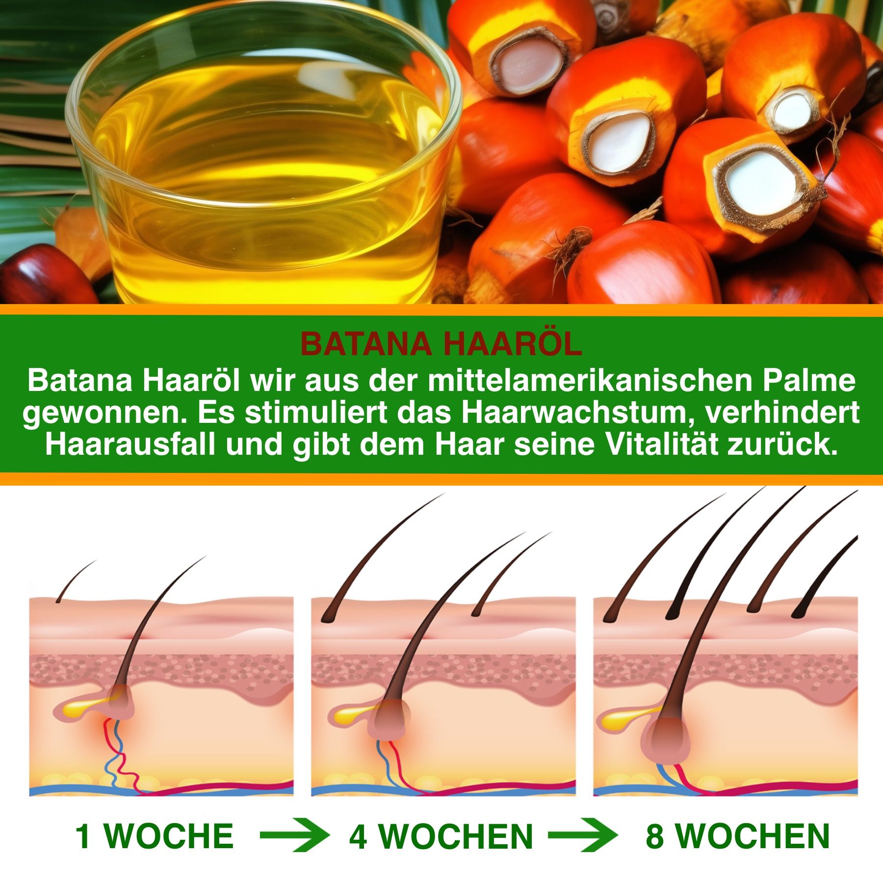 Text und Abbildung der Haarwachstumsstadien. Text: Batana Haaröl aus mittelamerikanischer Palme. Stimuliert Haarwachstum, verhindert Haarausfall.