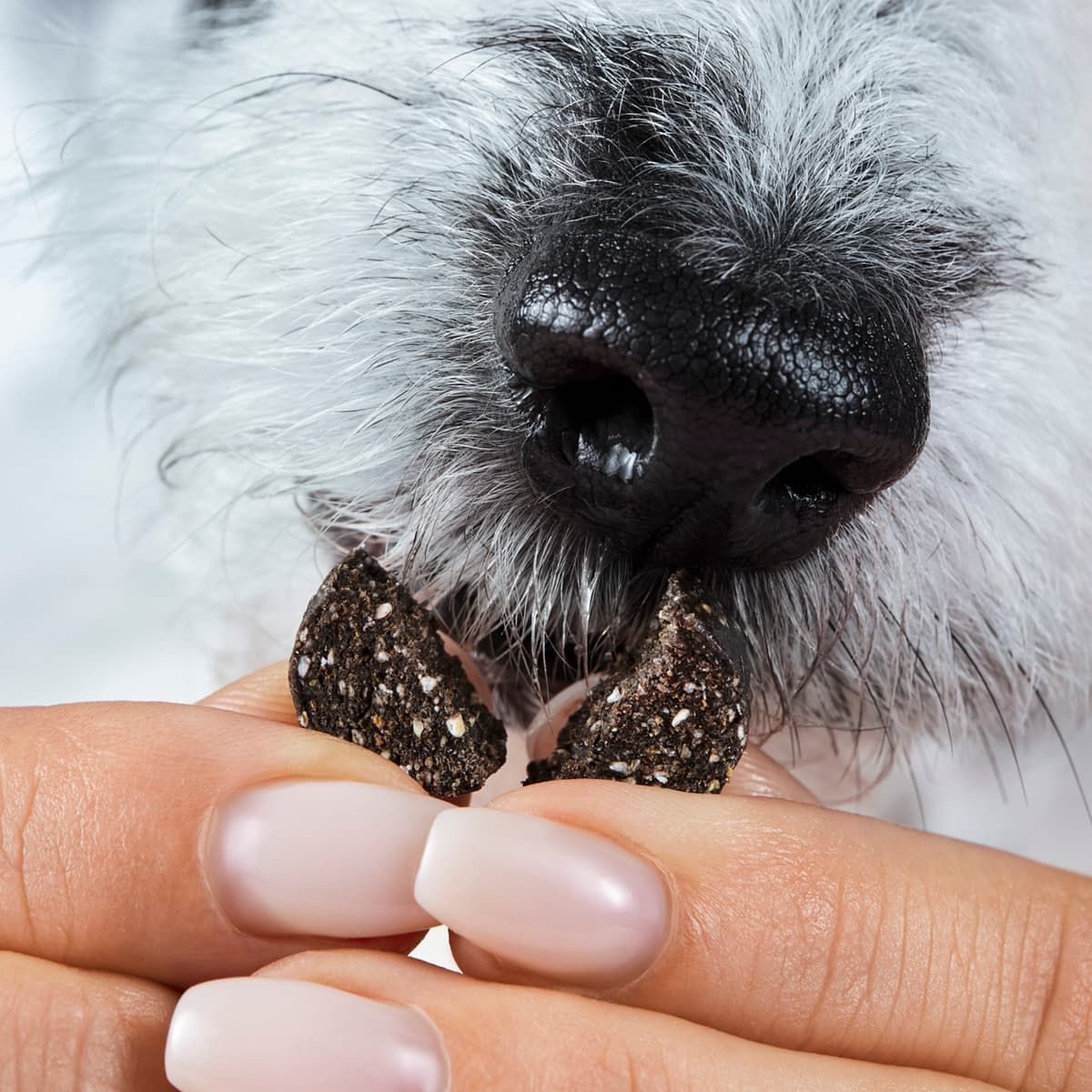 Nahaufnahme: Hund nimmt Tierliebhaber Darmpflege Drops aus der Hand.