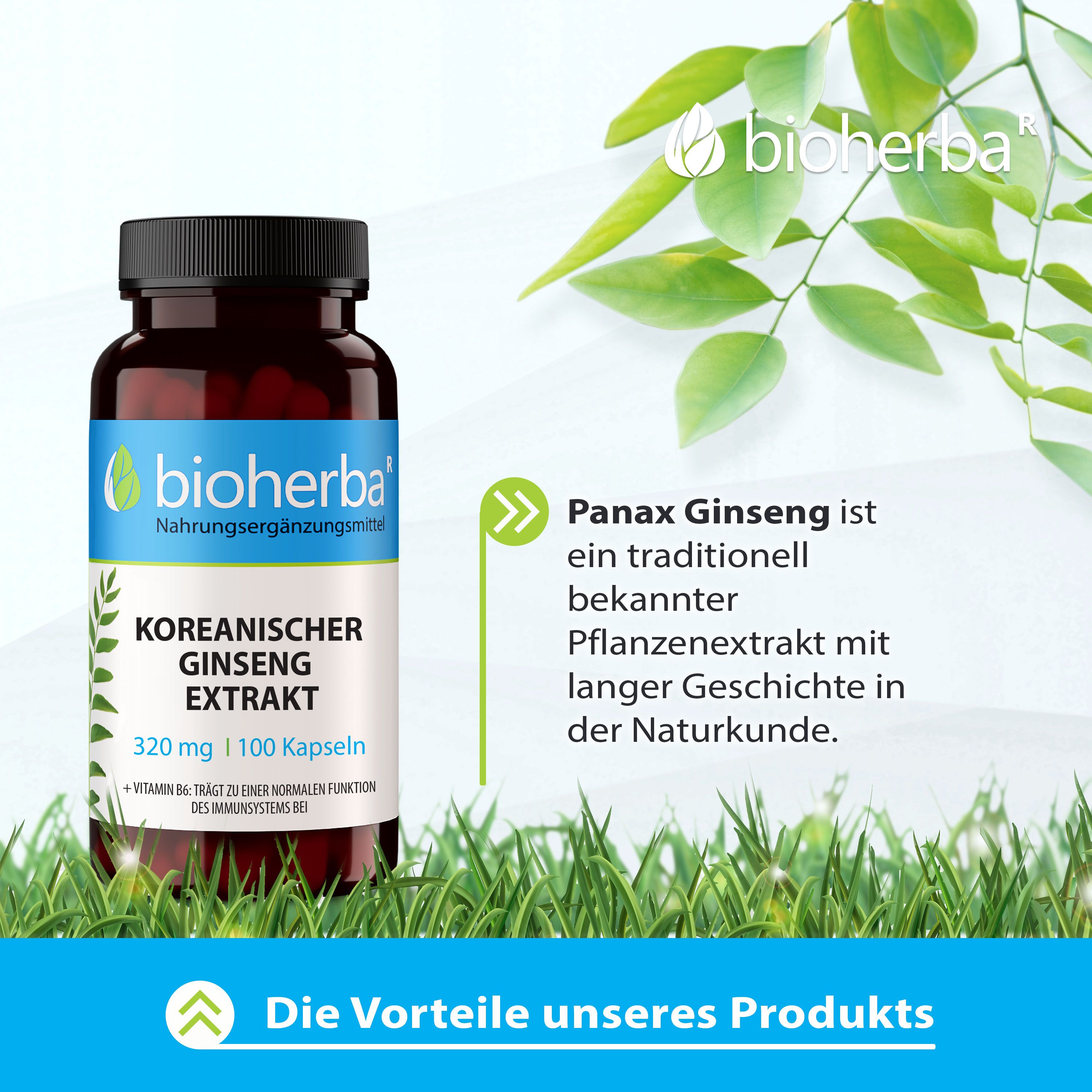 Bioherba Koreanischer Ginseng Kapseln. Braune Flasche mit Kapseln, umgeben von Grün. Text: Koreanischer Ginseng Extrakt, 320 mg, 100 Kapseln.