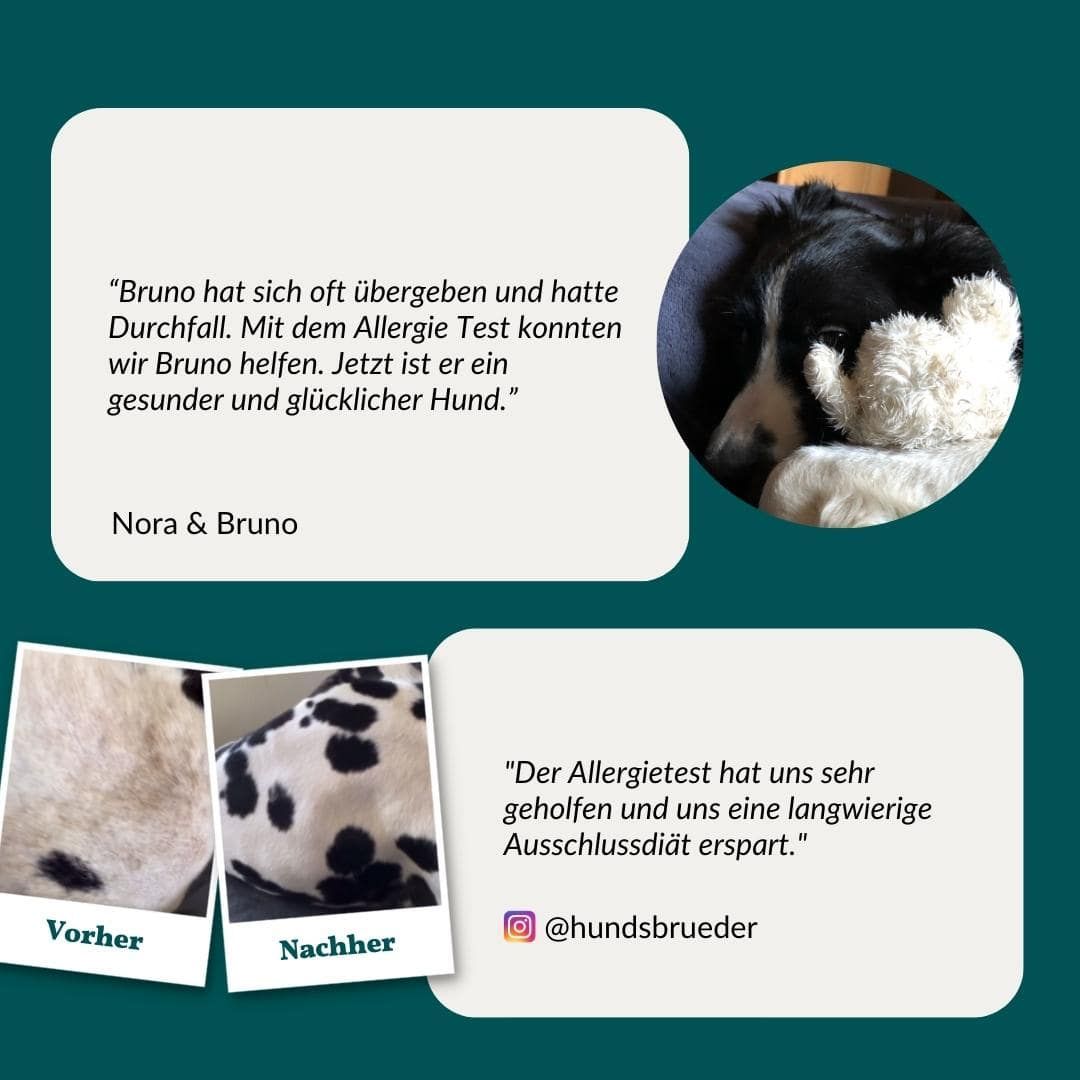 Hund mit Hautproblemen vor und nach dem Allergietest. Zitat von Nora & Bruno über Hilfe für Bruno.