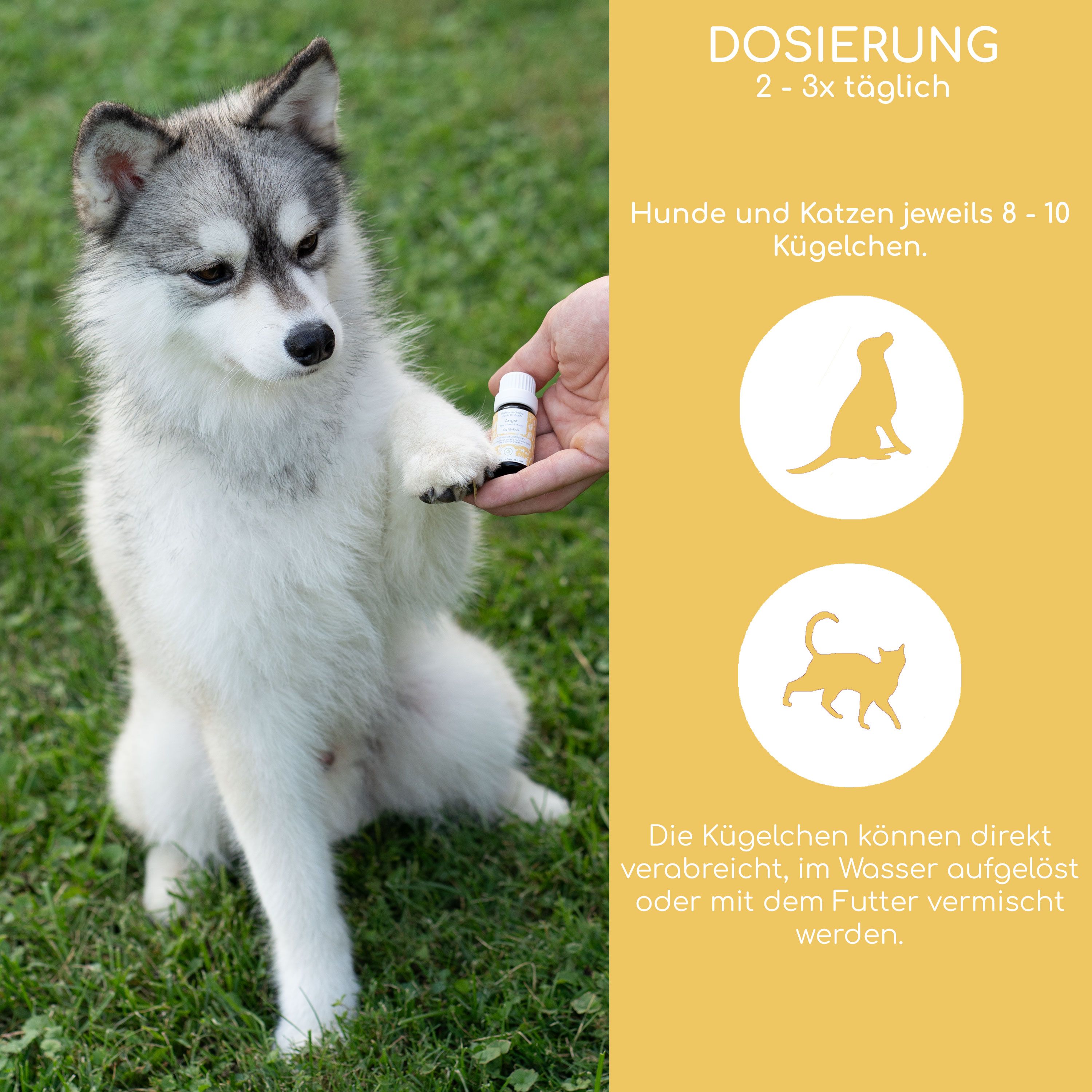 Hund gibt Pfote. Person hält Flasche. Grafiken: Dosierung, Hunde und Katzen. Text: Globuli können direkt verabreicht werden.