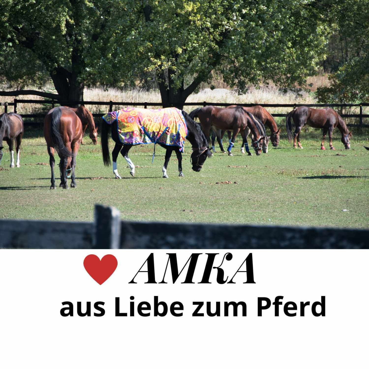 Pferde auf einer Weide, eines trägt eine AMKA Canvas Pferdedecke. Text: AMKA aus Liebe zum Pferd.