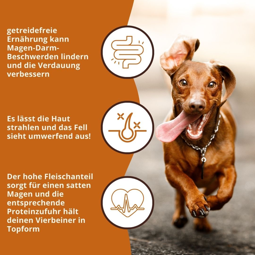 Hund mit Symbolen für Verdauung, Fell und Herzgesundheit.