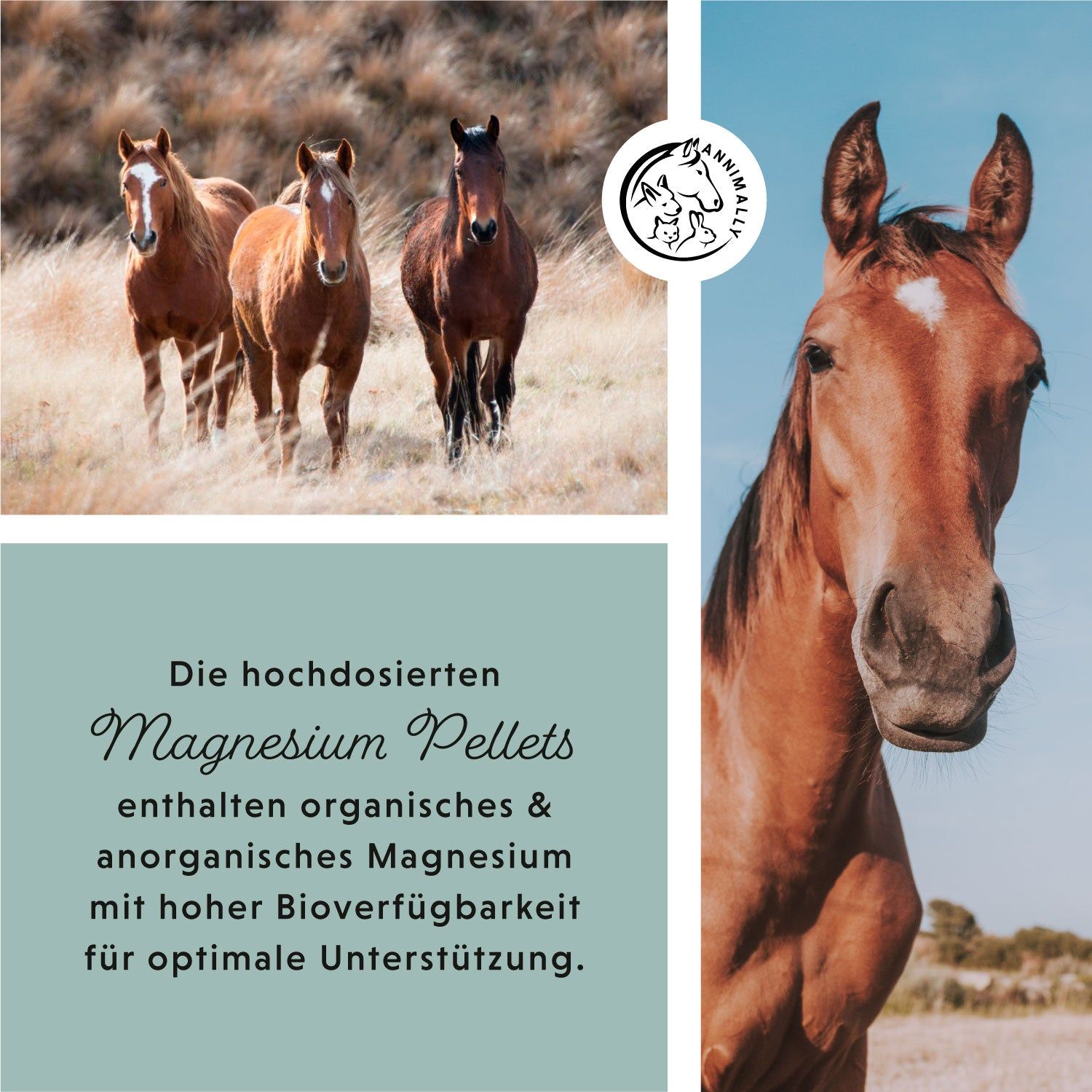 Drei Pferde stehen auf einer Wiese. Textfeld mit Text über Magnesium Pellets. Pferdekopf.