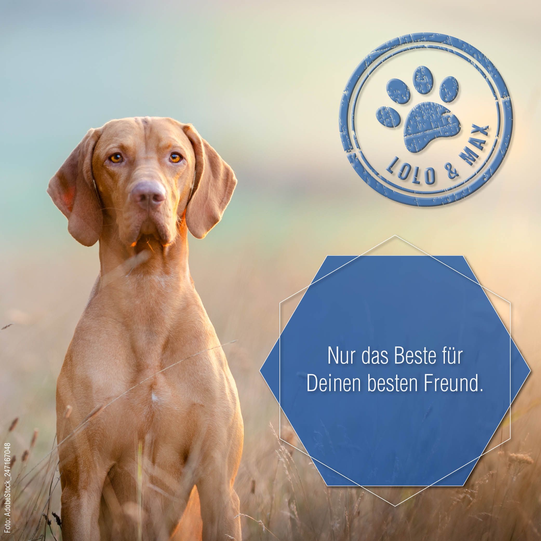 Lolo & Max - Gelenk Aktiv - Tropfen für Hunde und Katzen
