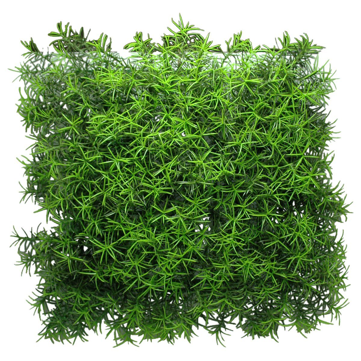 Grüne, quadratische Matte mit dichtem, buschigem Asparagus-Dekor. Die Blätter sind nadelförmig und dicht angeordnet.