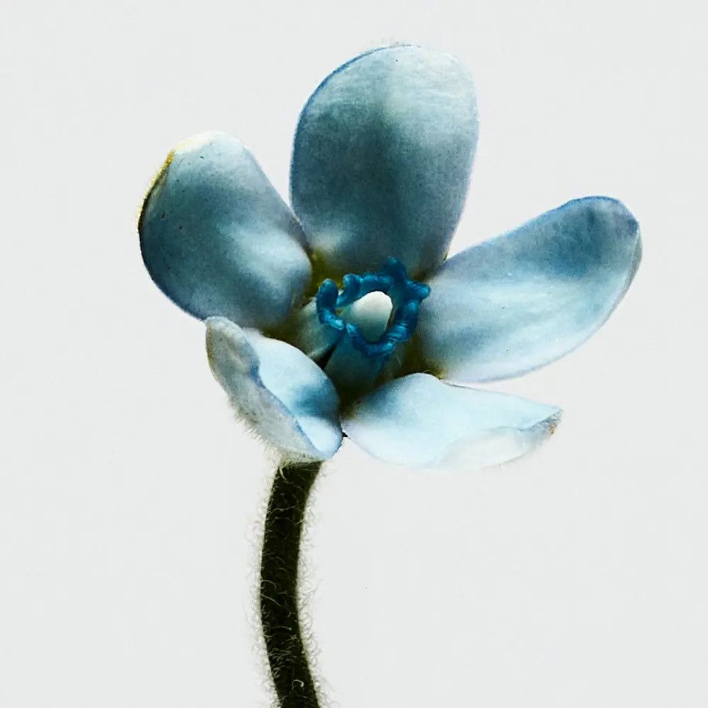 Hellblaue Blüte mit fünf Blütenblättern und einem dunklen Stiel. Die Blüte hat eine filzartige Textur.
