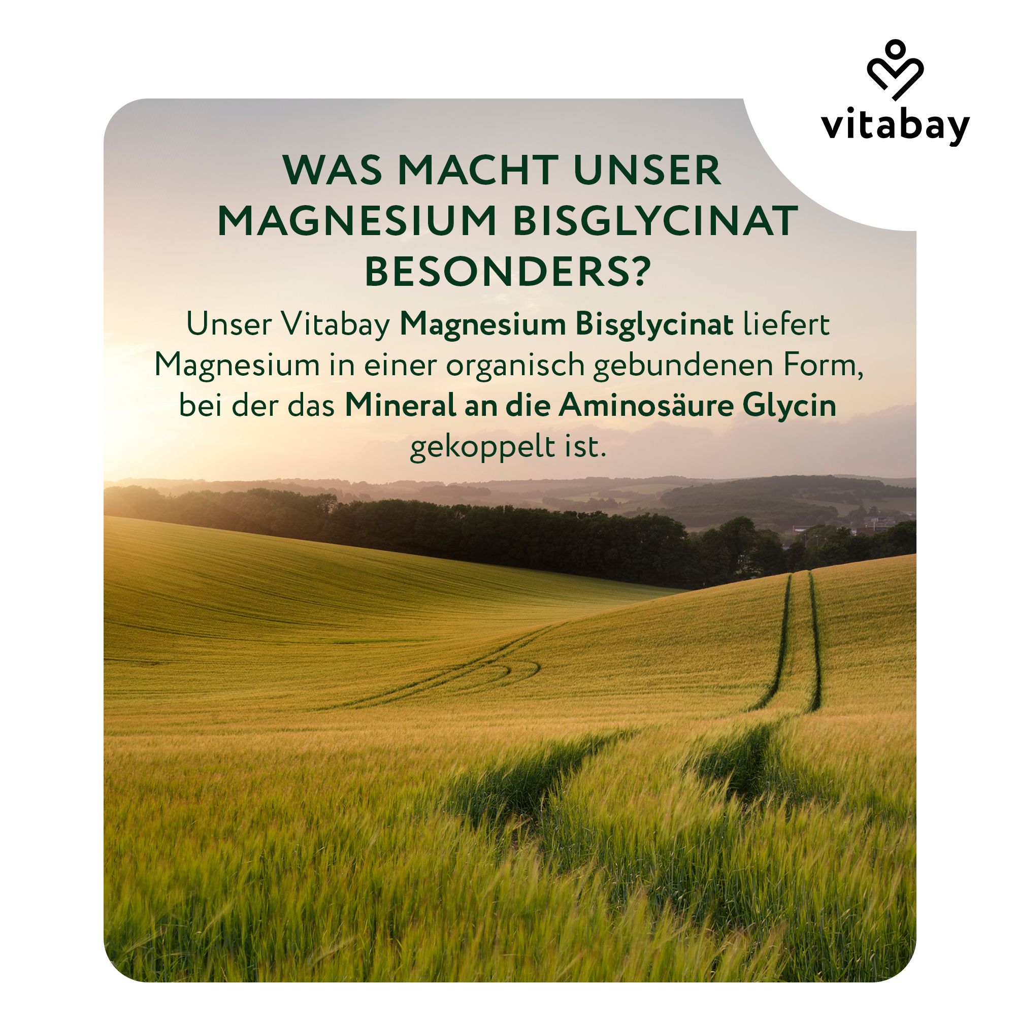 Vitabay Magnesium Bisglycinat in organischer Form, Chelatform.