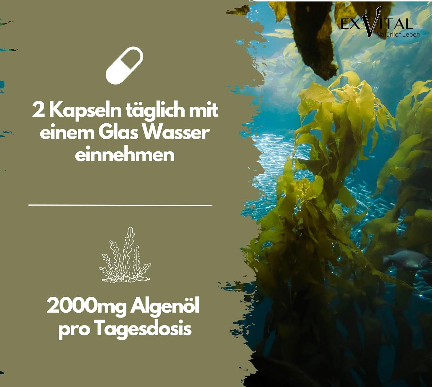 Grafik: 2 Kapseln täglich mit Wasser einnehmen. 2000mg Algenöl pro Tagesdosis. Hintergrund: Unterwasserwelt mit Algen.
