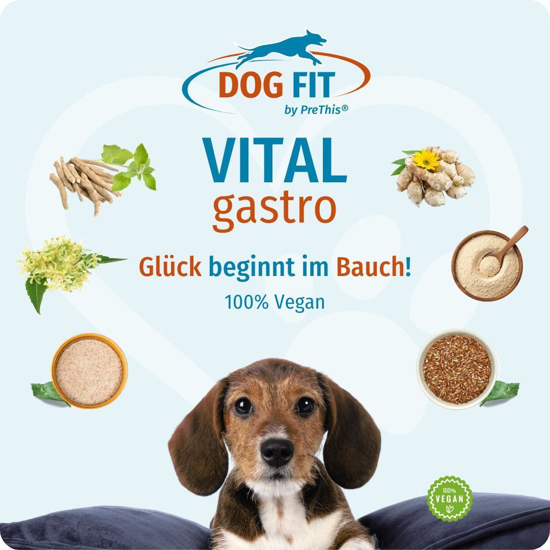 Produkt DOG FIT VITAL gastro. Zutaten und ein Hund sind abgebildet. Text: Glück beginnt im Bauch! 100% Vegan.