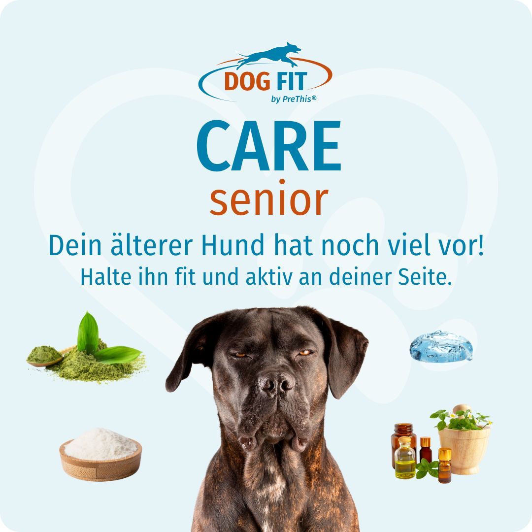 Hund mit Zutaten wie Kräutern, Kristallen, Ölen und Blüten. Text: DOG FIT CARE senior. Dein älterer Hund hat noch viel vor!