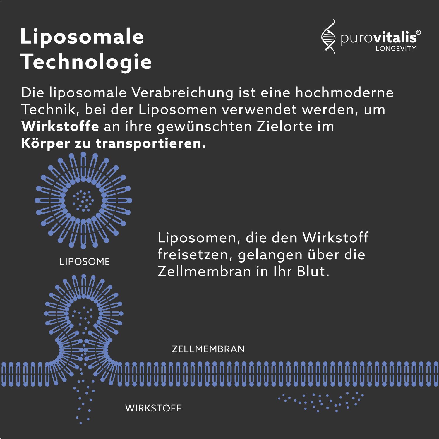 Diagramm zur liposomale Technologie. Liposomen transportieren Wirkstoffe in die Zellen. Zellmembran.