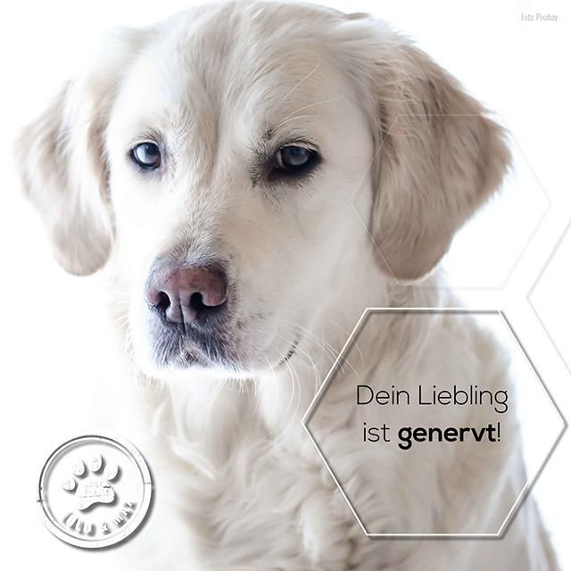 Lolo & Max - ParaEx - Akutspray für Tiere