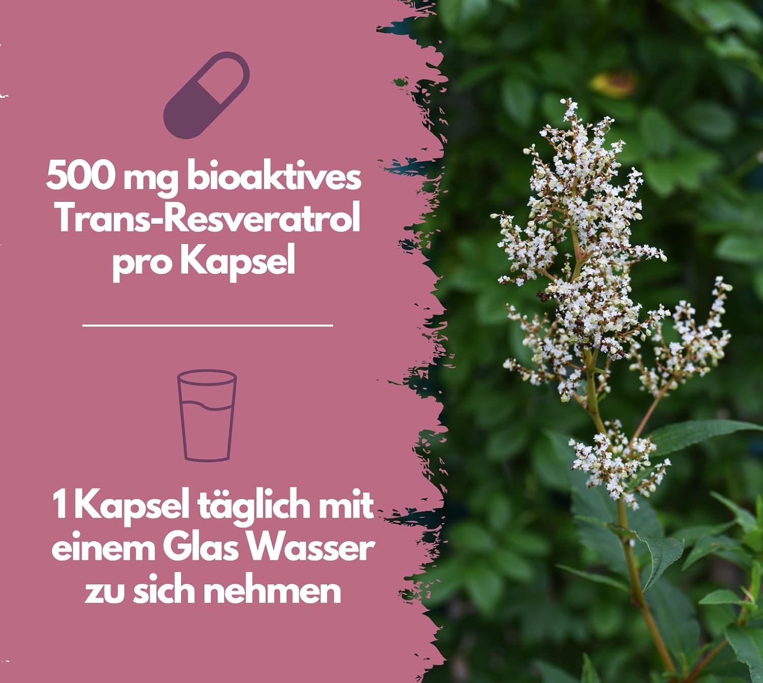 EXVital® Resveratrol Kapseln, 500mg pro Kapsel, vegan