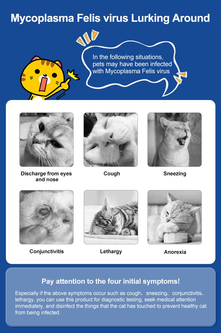 Infografik mit Symptomen von Mycoplasma Felis bei Katzen. Enthält Bilder von Katzen mit Husten, Niesen, Ausfluss, Lethargie und Appetitlosigkeit.