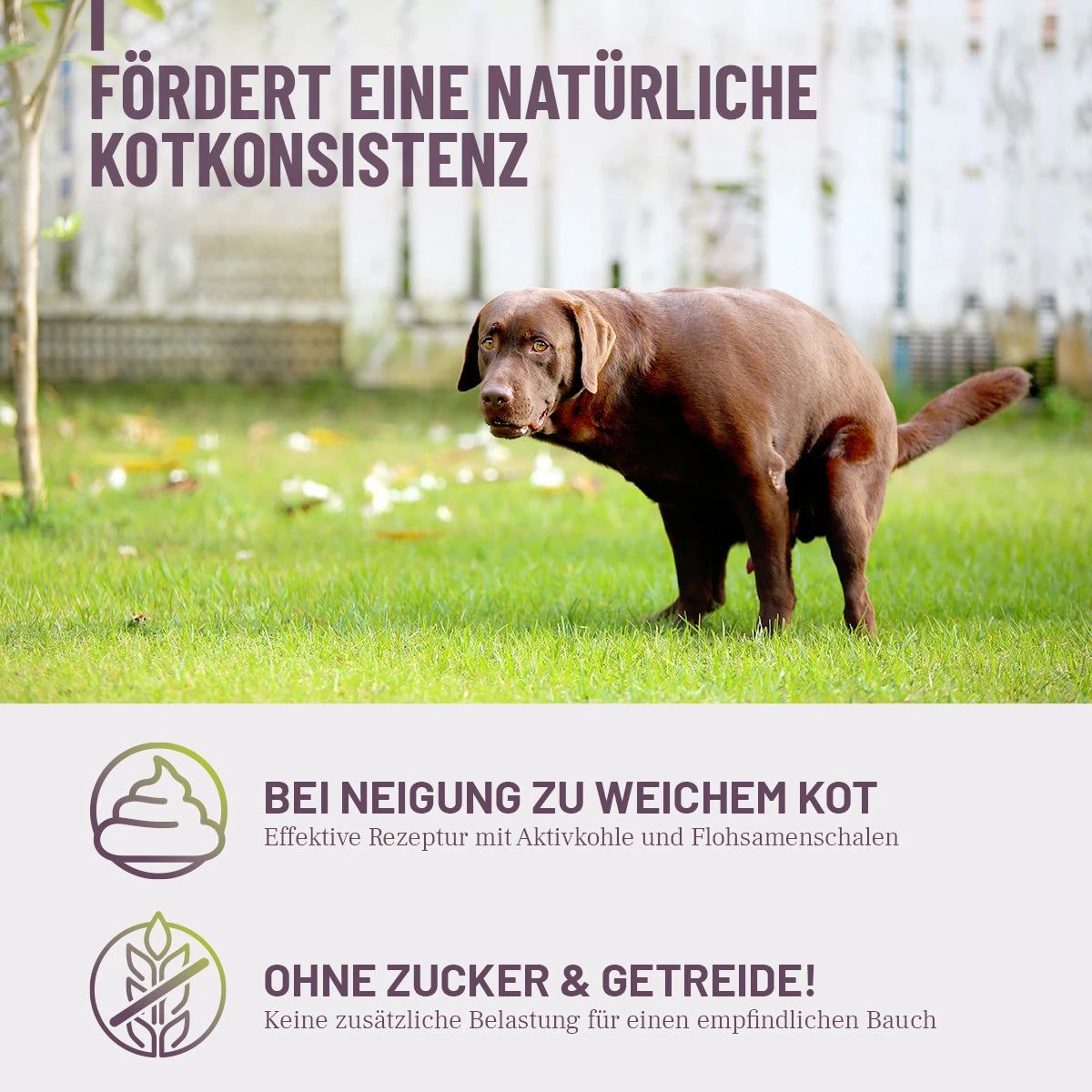 Brauner Hund auf Rasen. Text: Fördert eine natürliche Kotkonsistenz. Bei Neigung zu weichem Kot. Ohne Zucker & Getreide!