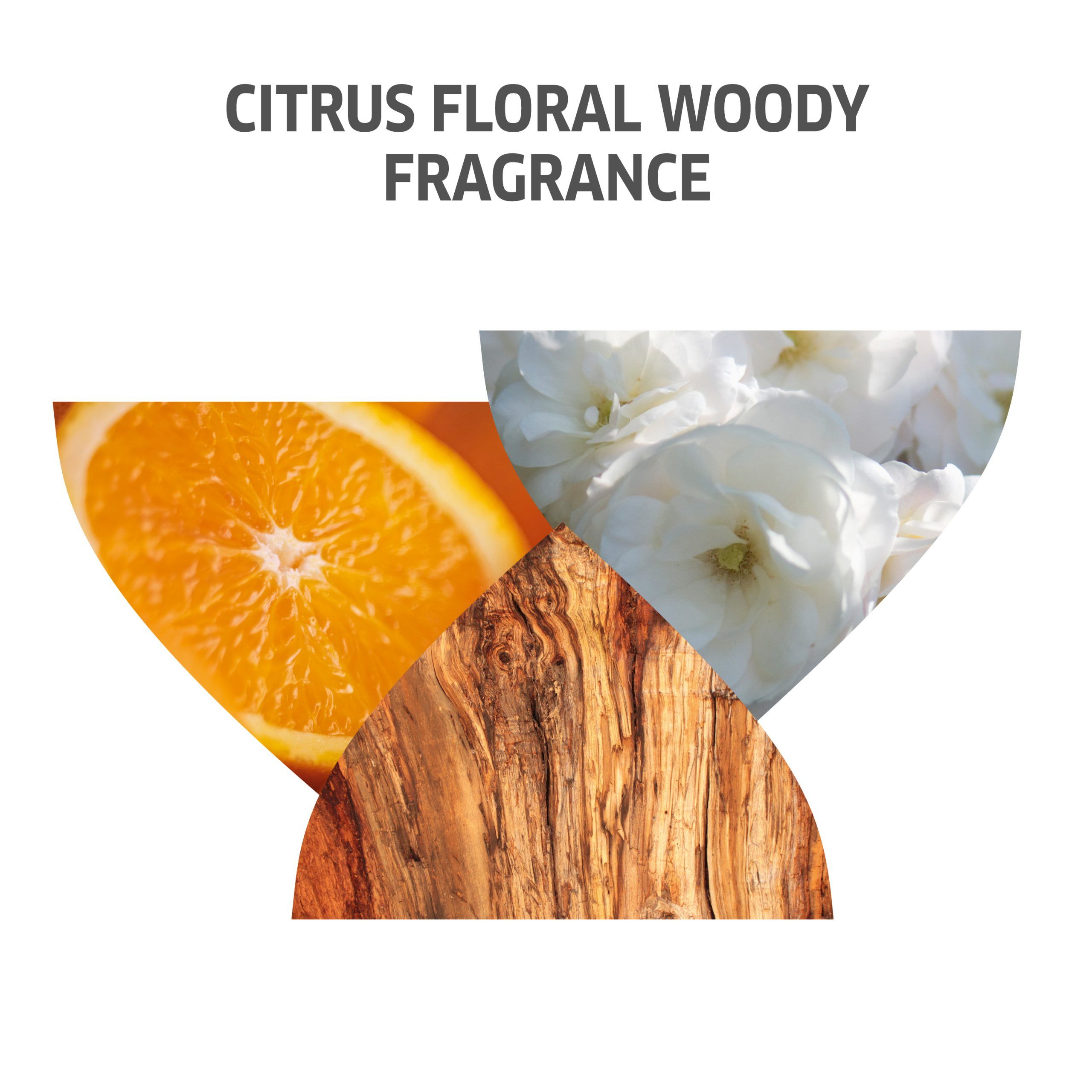 Grafische Darstellung von Orangen, weißen Blüten und Holz. Text: CITRUS FLORAL WOODY FRAGRANCE.
