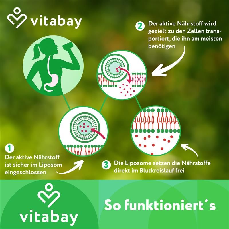 Diagramm: Funktionsweise. Nährstoff in Liposom, Transport in Zelle, Freisetzung im Blutkreislauf. Vitabay Logo.