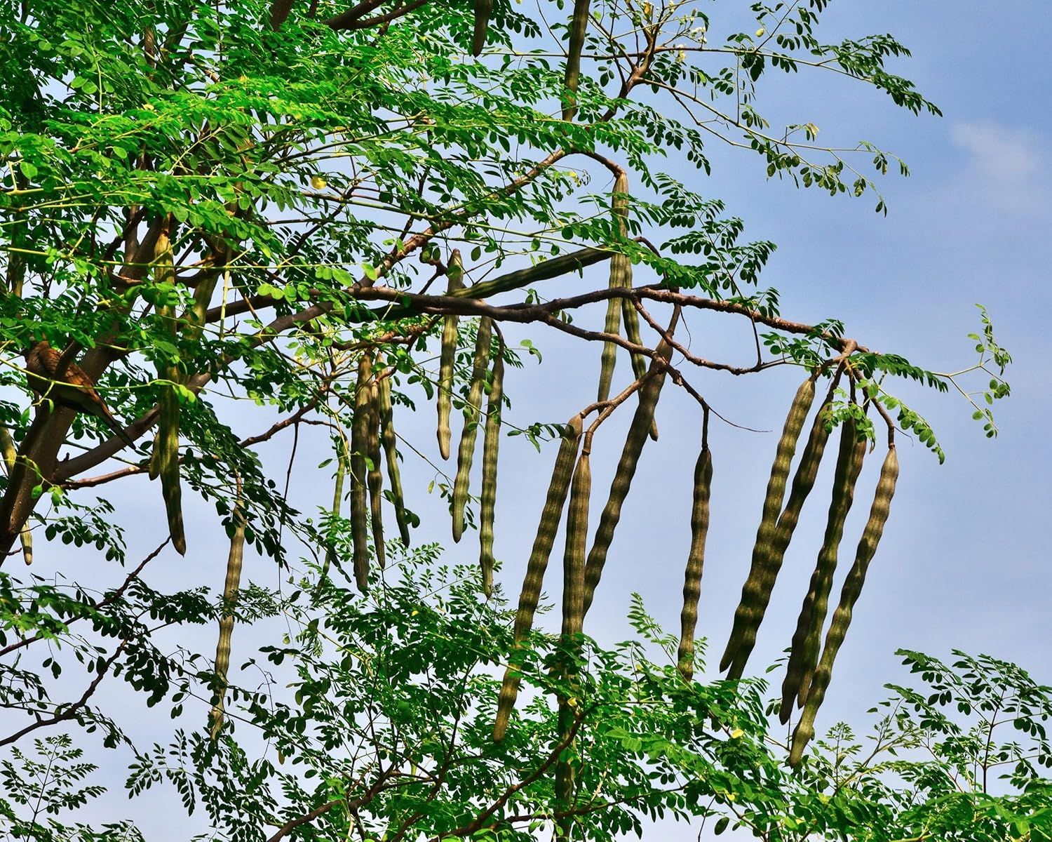Moringa-Samenkapseln hängen an einem Baumzweig mit grünen Blättern und blauem Himmel.