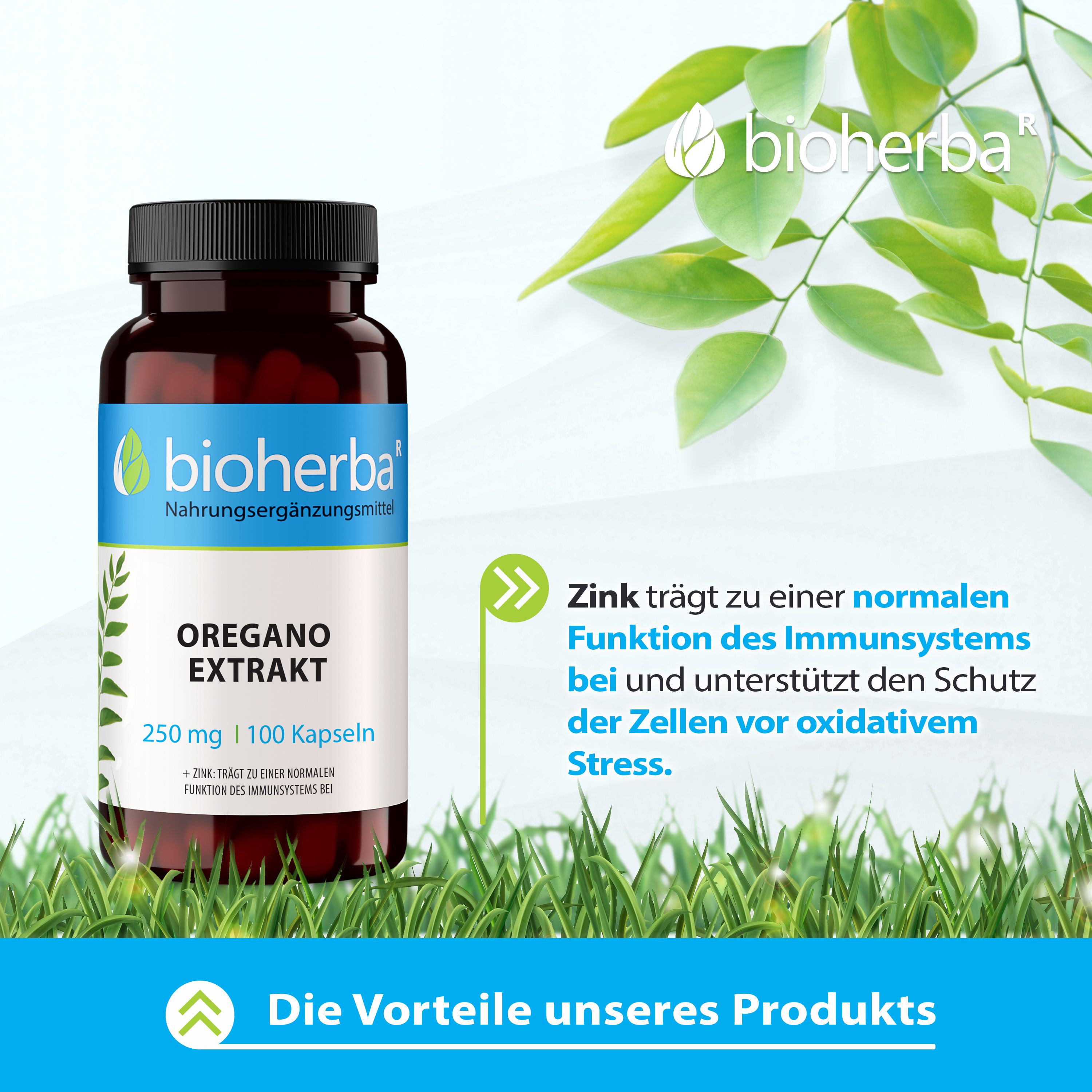 Braune Flasche mit schwarzen Deckel. Weißes Etikett mit blauem Streifen und Produktinformationen. Aufschrift: Oregano Extrakt, 250 mg | 100 Kapseln. Grünfläche.