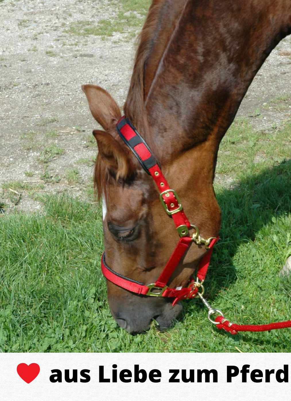 Braunes Pferd frisst Gras. Rotes Halfter mit schwarzem Akzent. Text: "aus Liebe zum Pferd".