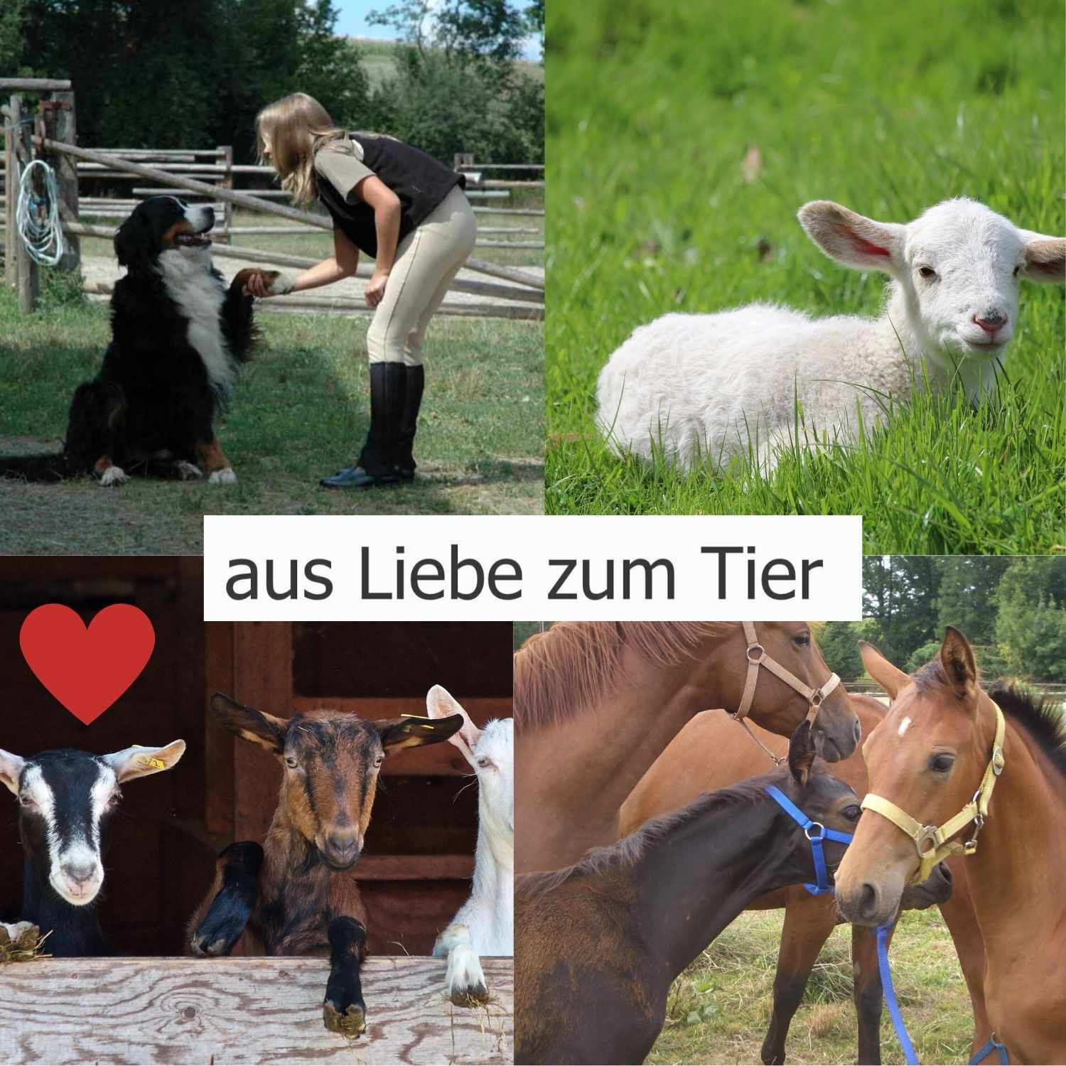 Collage mit Tieren: Hund, Lamm, Ziegen und Pferde. Text: aus Liebe zum Tier.