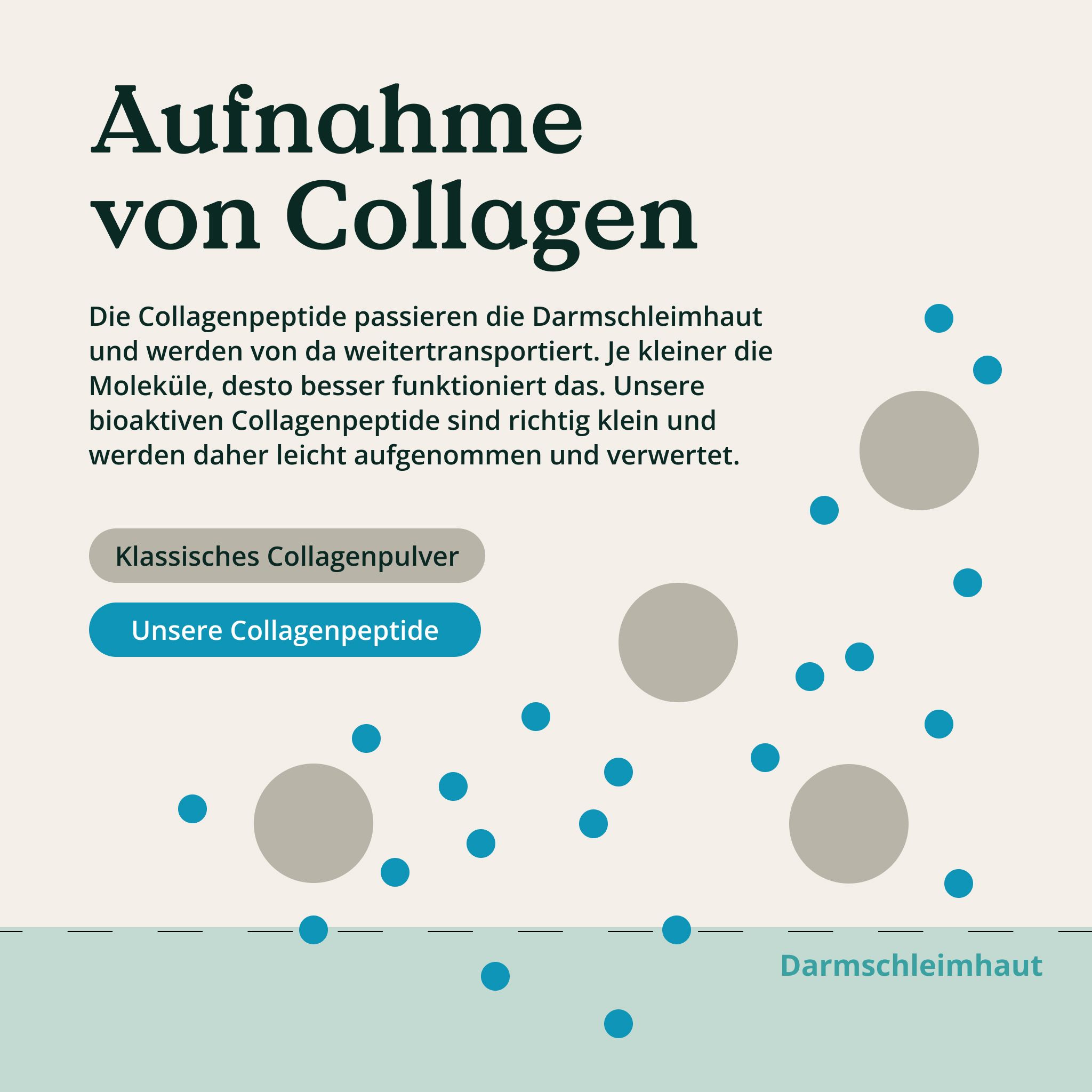 Grafische Darstellung der Aufnahme von Collagen. Blaue Punkte und graue Kreise auf hellgrünem Hintergrund.