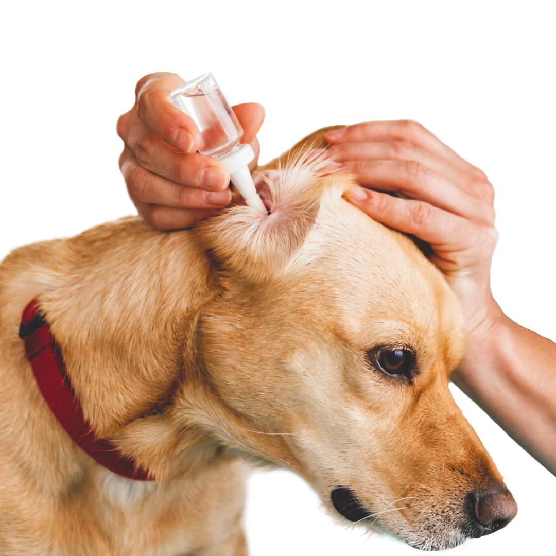Maxani Acetic Ear Drops