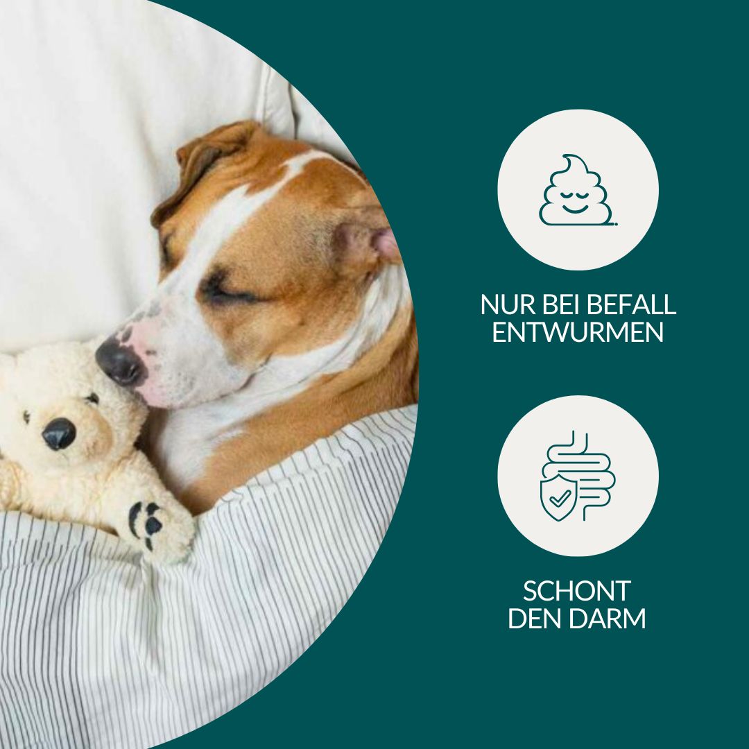 Nur bei Befall entwurmen, schont den Darm. Hund schläft mit Teddybär.