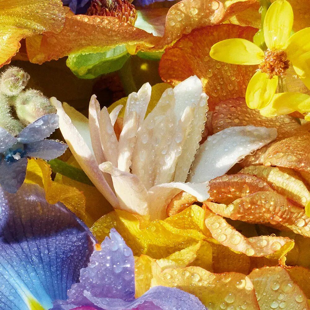 Nahaufnahme von Blütenblättern in Gelb, Orange, Blau und Weiß, bedeckt mit Wassertropfen. Helle Beleuchtung.