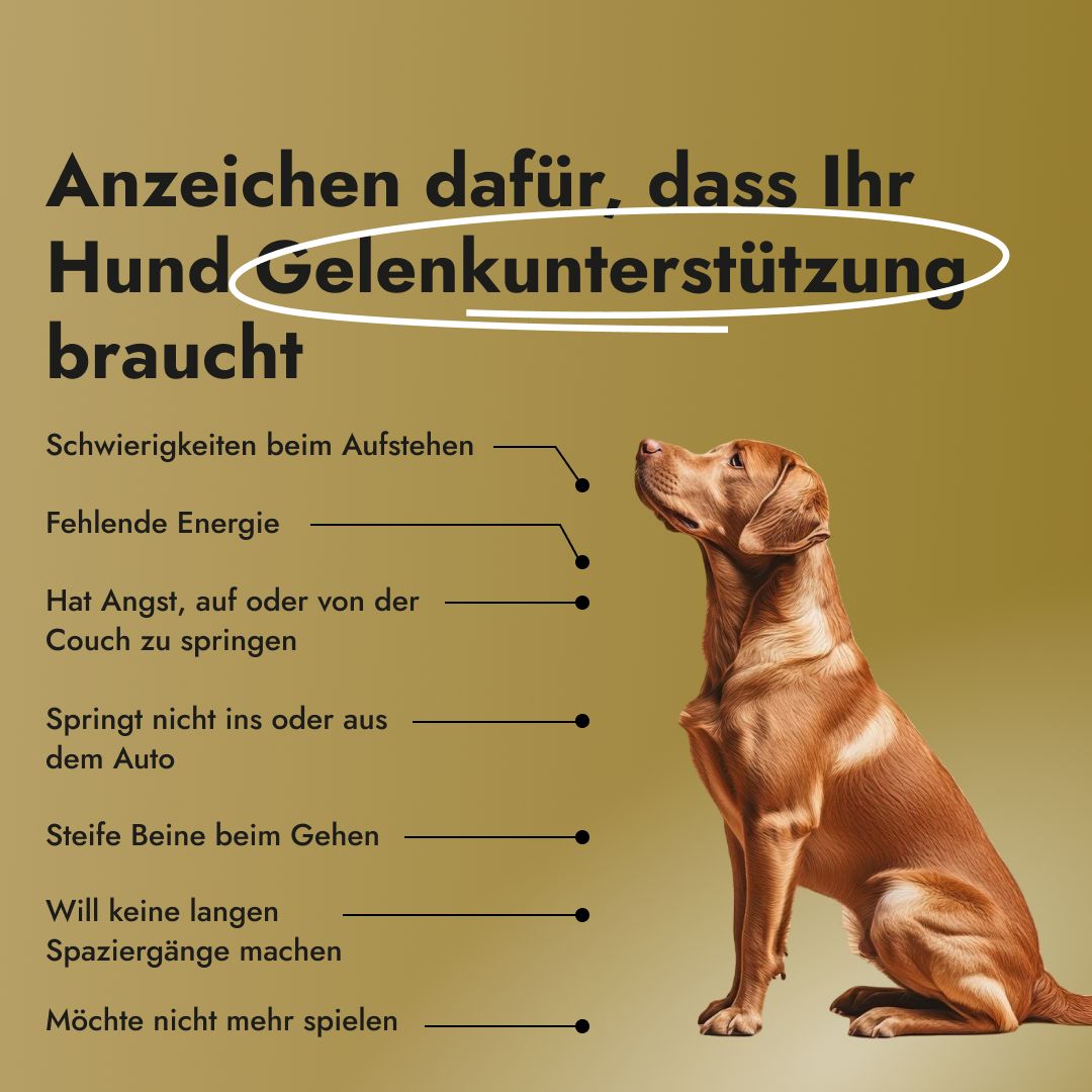 Hund mit Text: Anzeichen dafür, dass Ihr Hund Gelenkunterstützung braucht. Schwierigkeiten beim Aufstehen, fehlende Energie, etc.