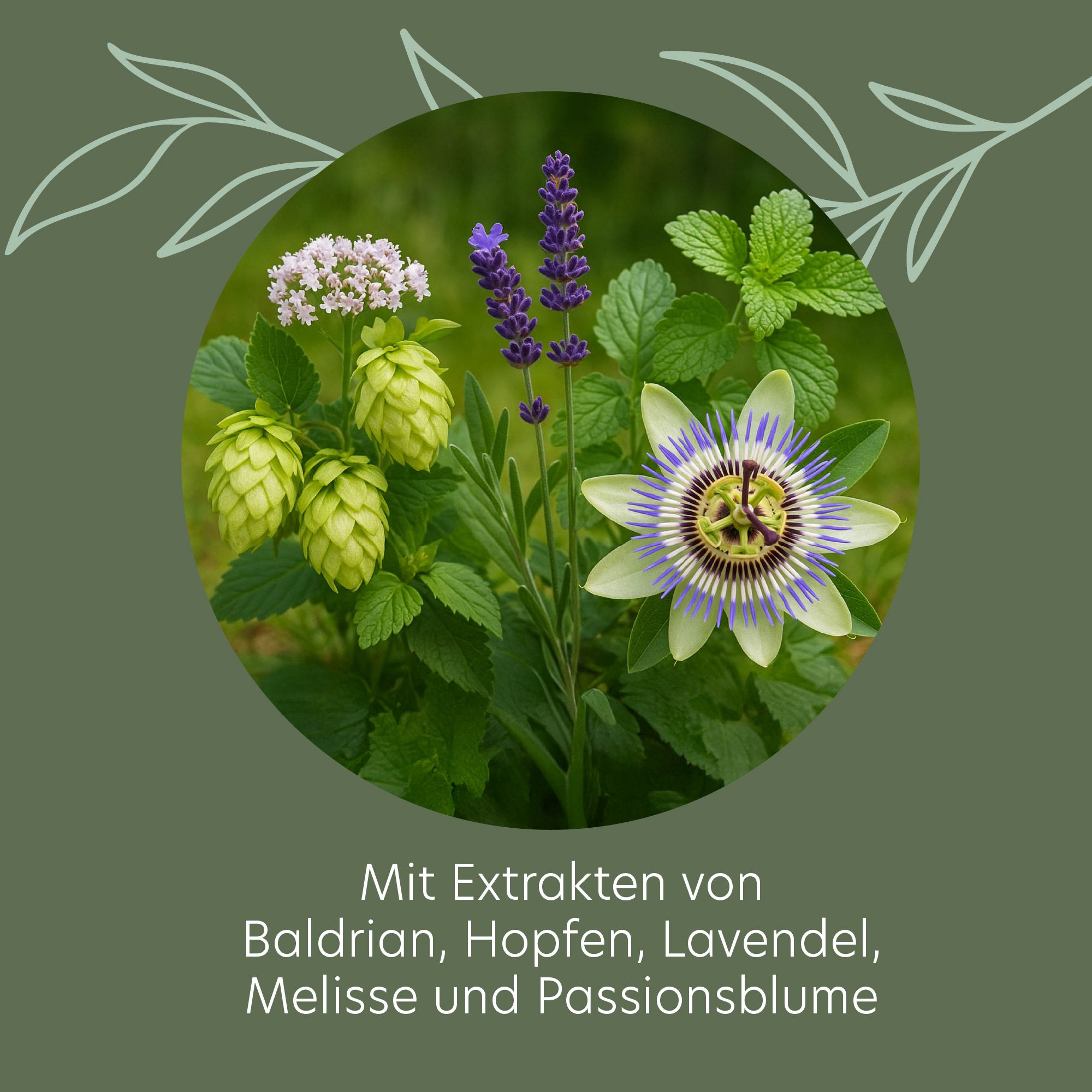 Kreisförmige Anordnung von Pflanzen: Baldrian, Hopfen, Lavendel, Melisse und Passionsblume. Grüner Hintergrund.