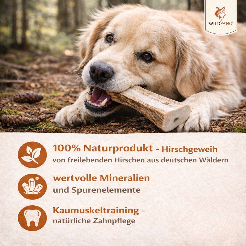 Hund kaut auf halber Kaustange aus Rothirschgeweih. Text: 100% Naturprodukt, wertvolle Mineralien, Kaumuskeltraining.