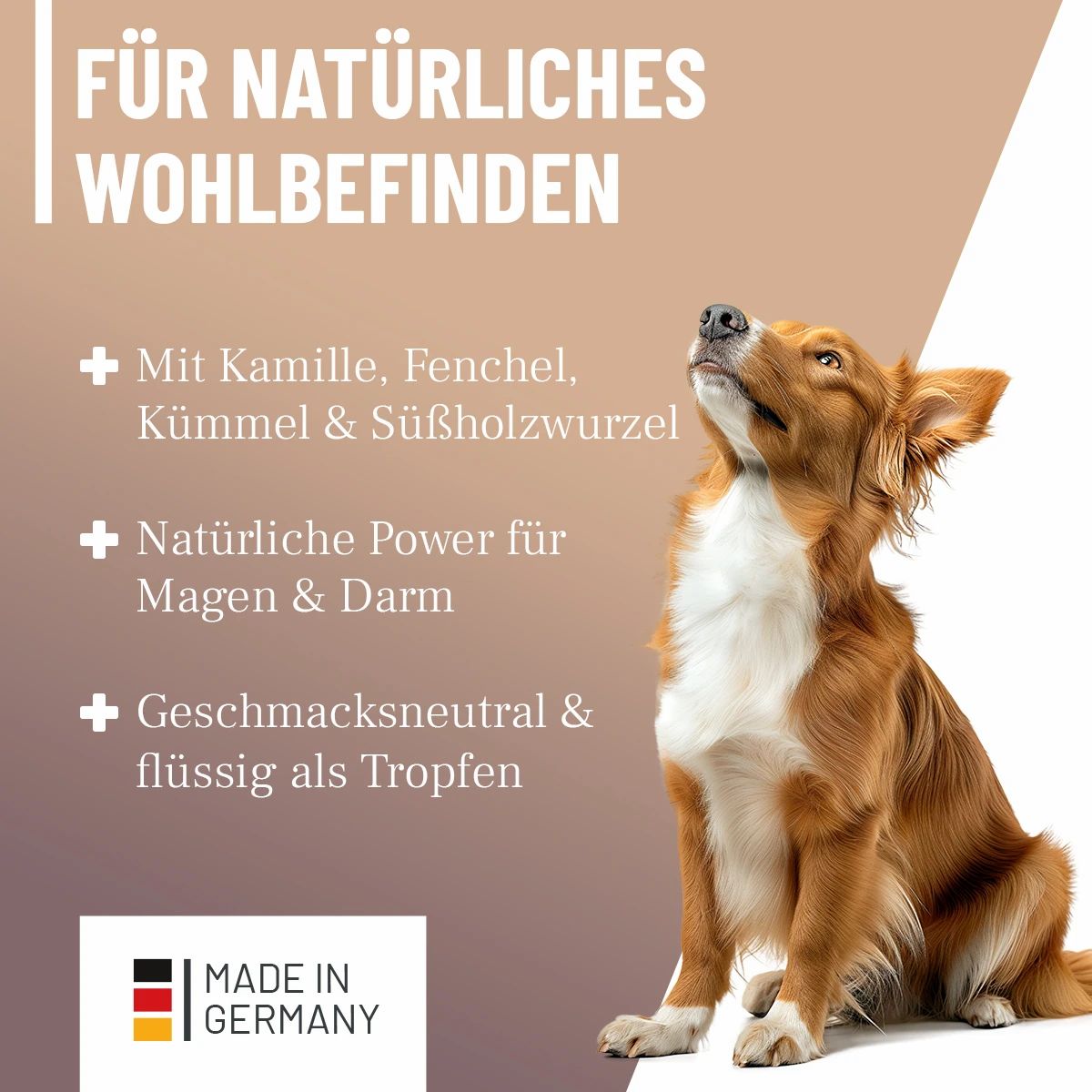 Hund blickt nach oben. Text: Für natürliches Wohlbefinden. Mit Kamille, Fenchel, Kümmel & Süßholzwurzel.