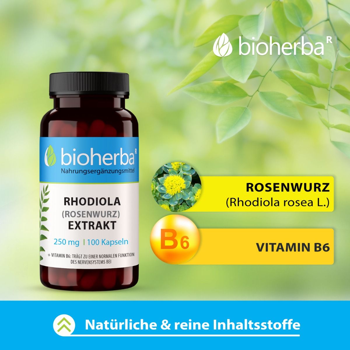 Braune Flasche mit Kapseln. Text: Rhodiola (Rosenwurz) Extrakt. Abbildung von Rosenwurz und Vitamin B6. Natürliche Inhaltsstoffe.