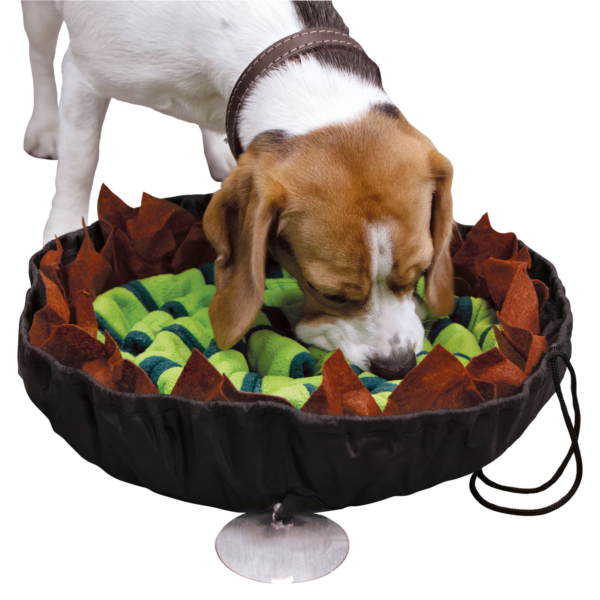 Hund schnuppert an einem runden, schwarzen Schnüffelteppich mit grünen und braunen Elementen. Saugnapf.