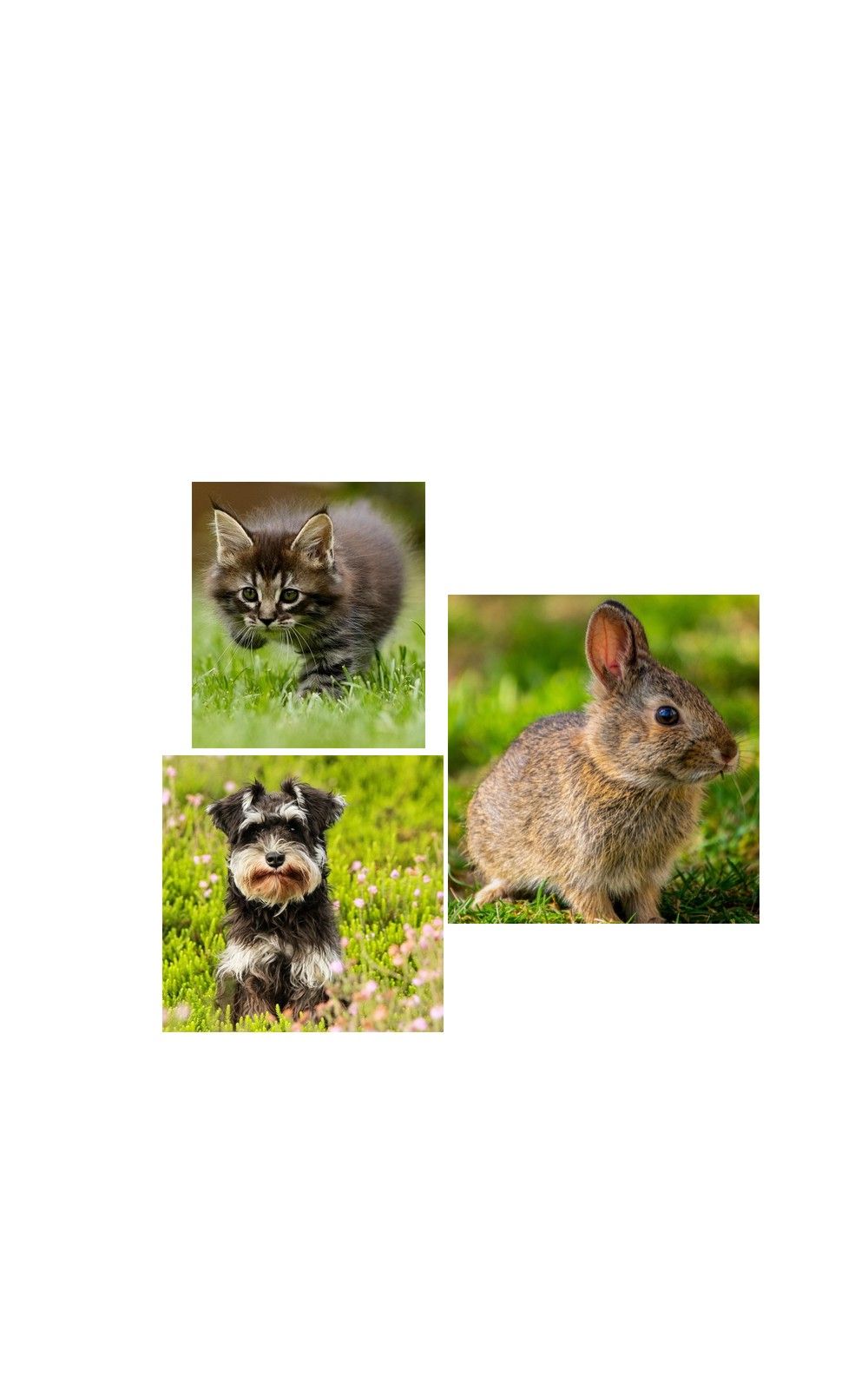 Drei Tiere: Katze, Kaninchen und Hund. Alle im Gras, unterschiedliche Größen.