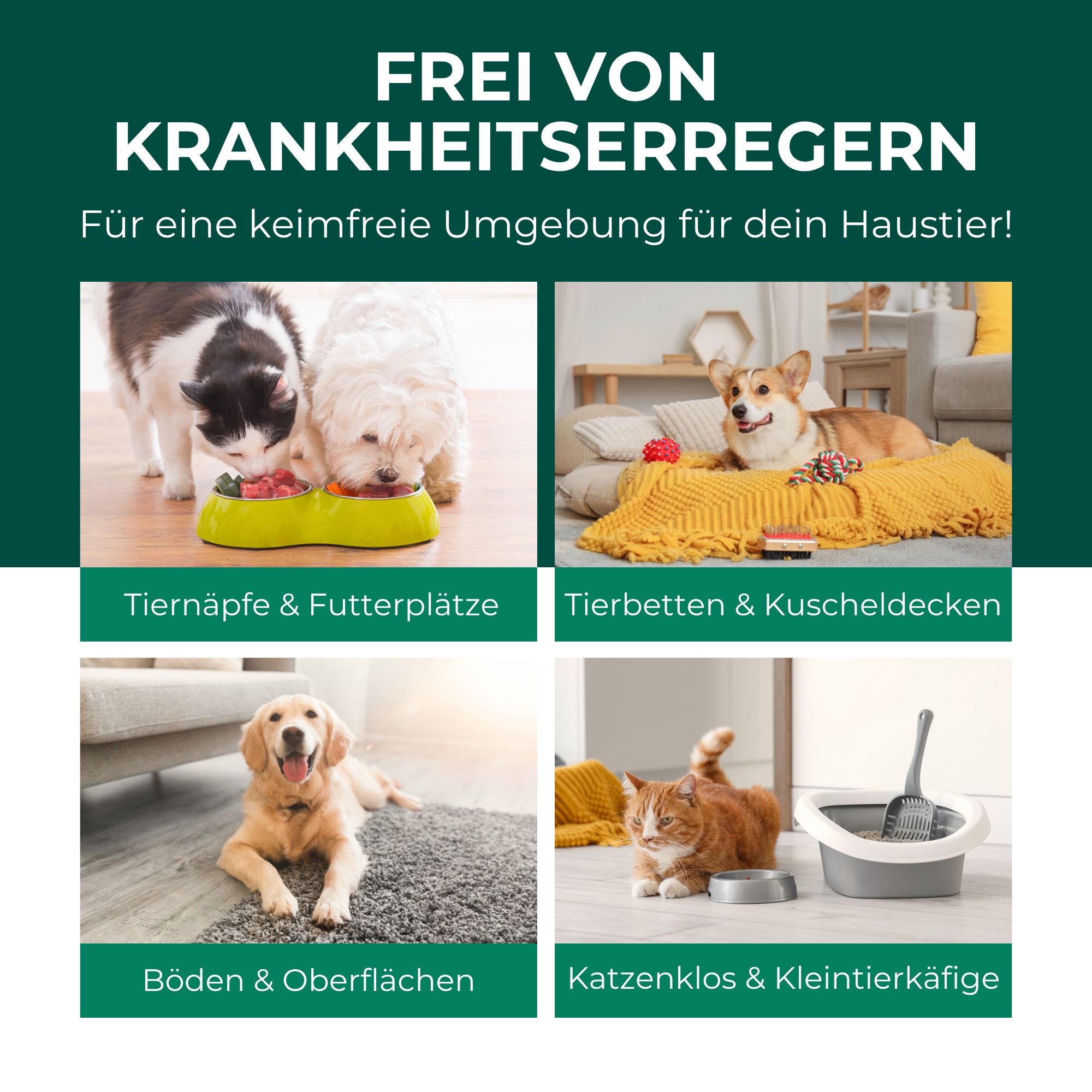 SILBERKRAFT Giardienspray Hunde & Katzen gegen Giardien, Bakterien, Viren & Pilze inkl. eBook