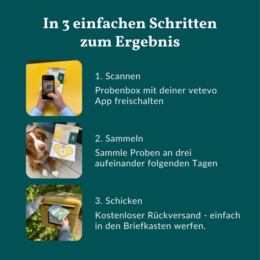 3 Schritte zum Ergebnis: Scannen, Proben sammeln, kostenlos per Post senden.