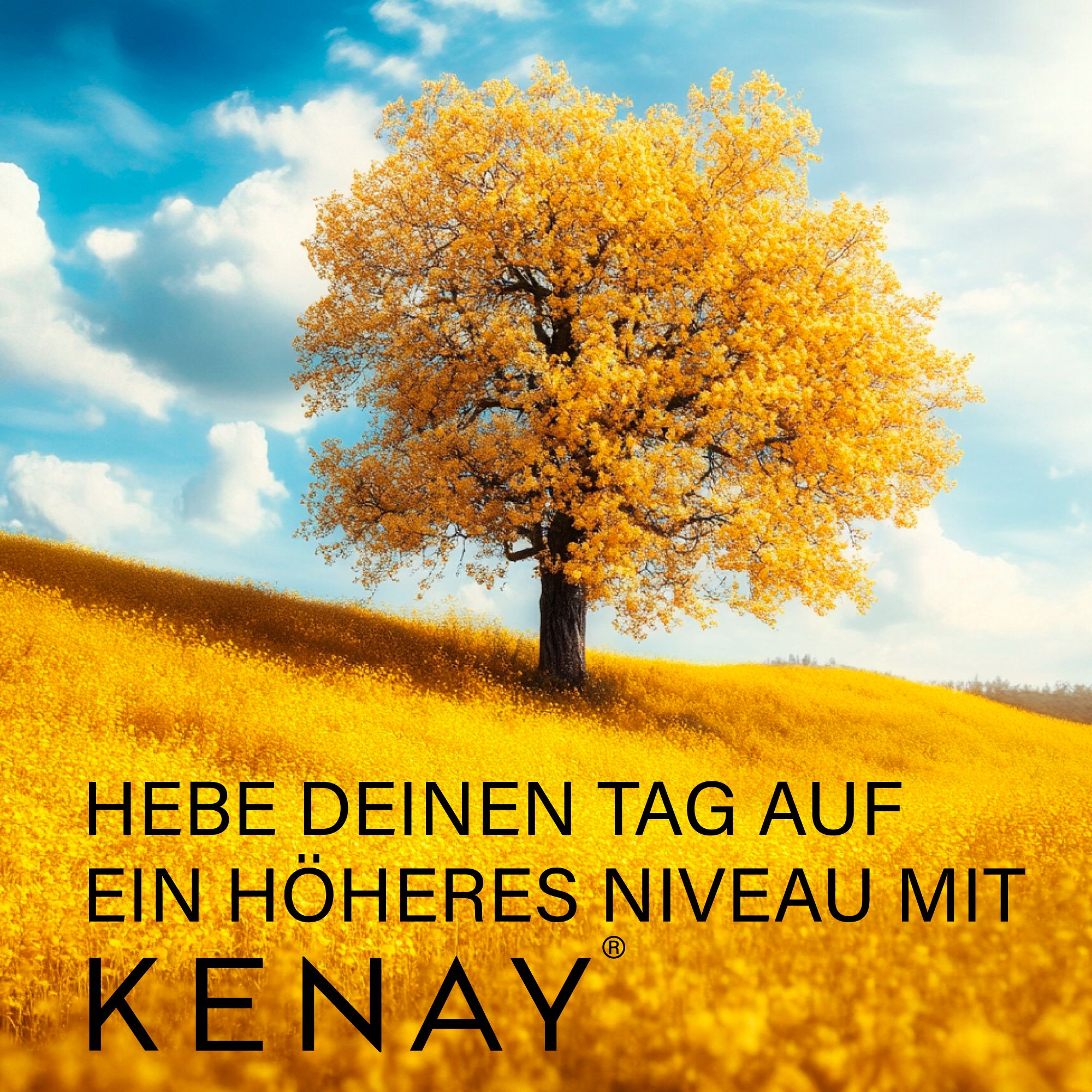 Gelbes Feld mit Baum. Text: Hebe deinen Tag auf ein höheres Niveau mit KENAY®.