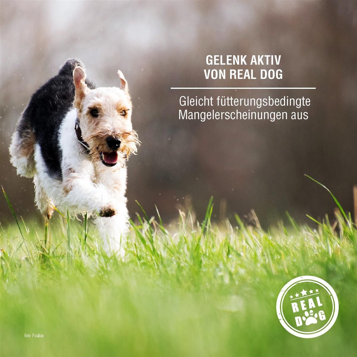 Hund rennt durch grünes Gras. Text: GELENK AKTIV VON REAL DOG. Gleich fütterungsbedingte Mangelerscheinungen aus. Logo: REAL DOG.