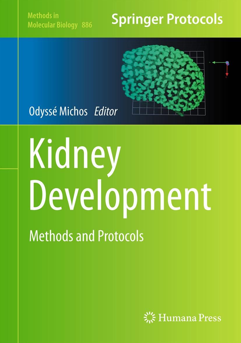 Kidney Development