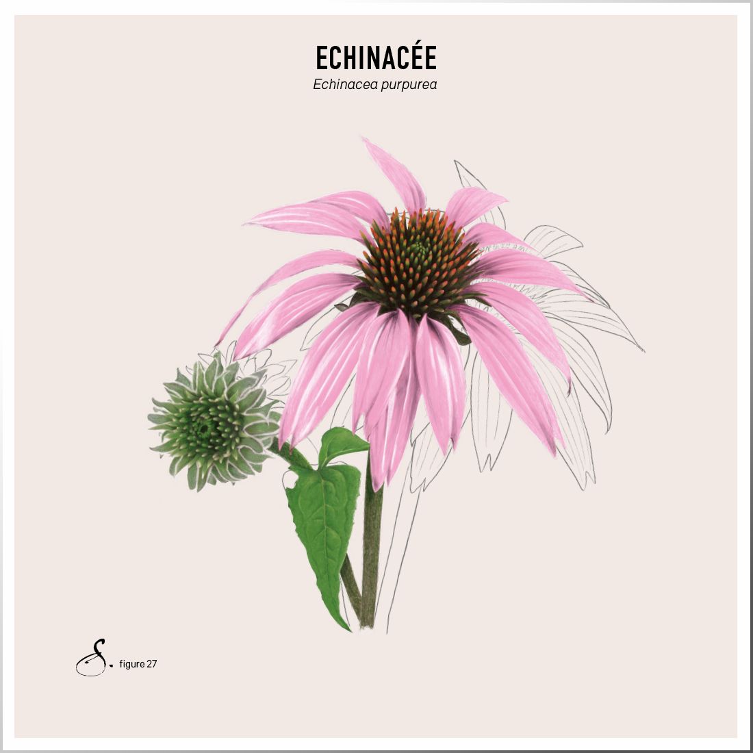 Sekoya Swiss - Echinacea+ | Gegen Erkältungen