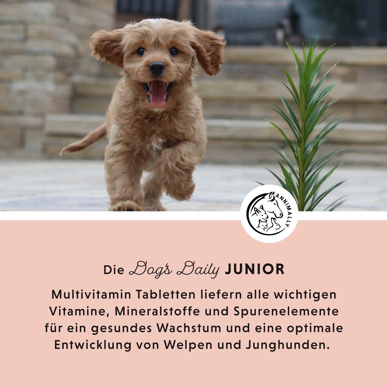 Ein Welpe rennt auf einer Treppe. Text: Die Dog's Daily Junior. Multivitamin Tabletten für gesundes Wachstum und Entwicklung.