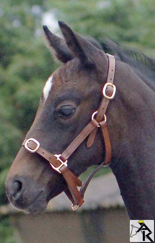 Braunes Lederhalfter mit goldenen Schnallen am Kopf eines Ponys.