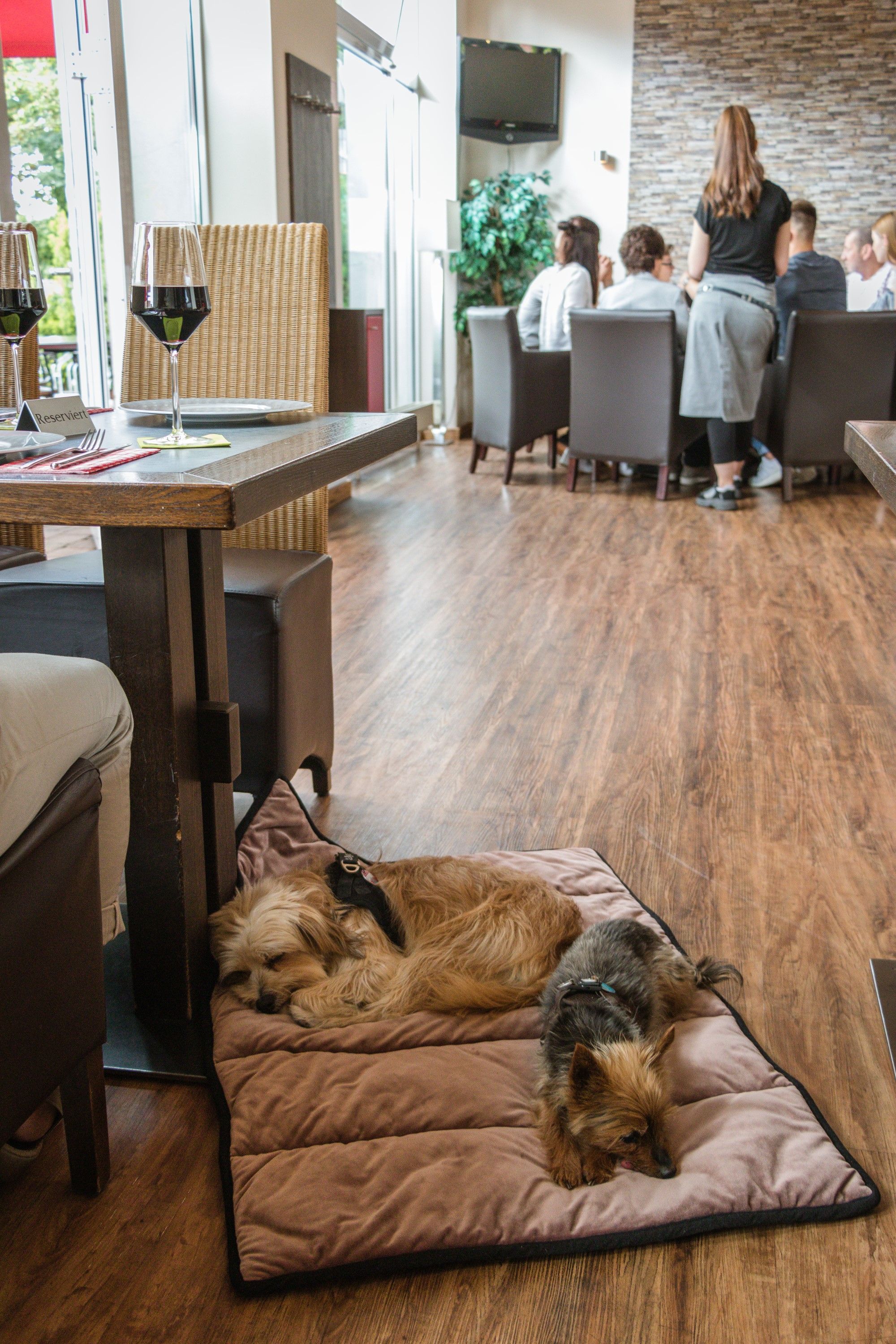 Hunde liegen auf einer braunen Decke in einem Restaurant. Im Hintergrund Tische und Personen.